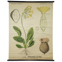 Antique End of the 19th Century Botany Panel from Maison Deyrolle "The Primerose"
