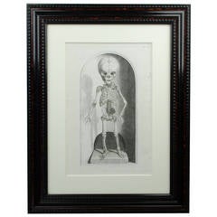 19th Century Anatomical Foetus Skeleton Etching