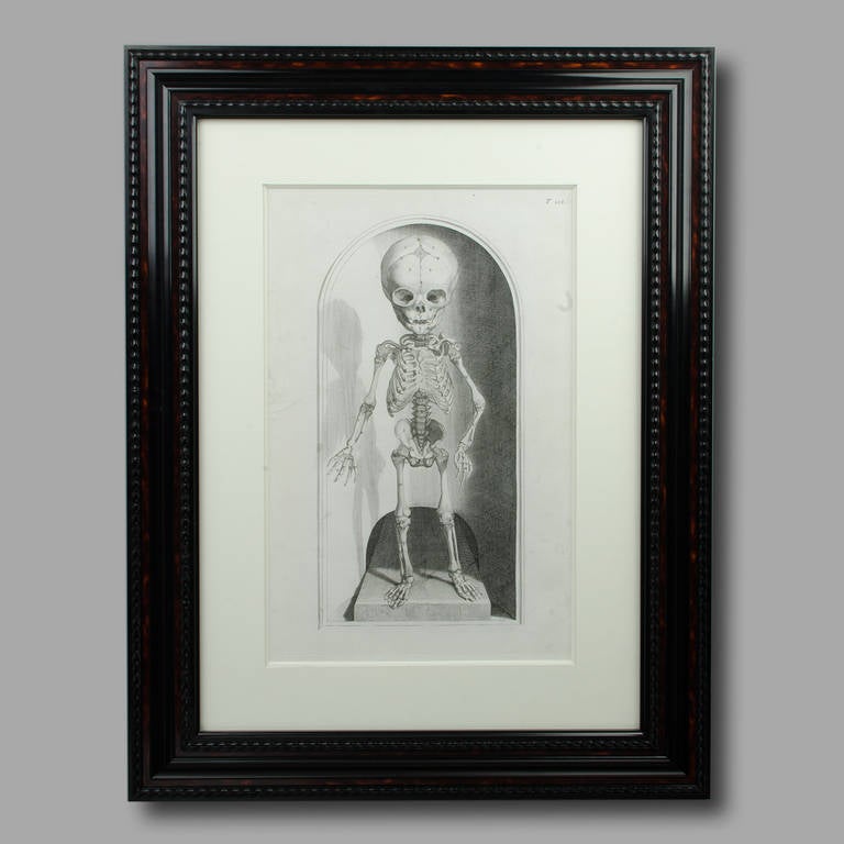 19th Century Anatomical Foetus Skeleton Etching