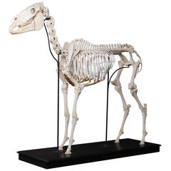 Circa 1900 Museum Mounting Horse Skeleton