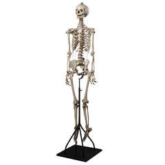 19th Century Anatomical Human Skeleton for Medical Study