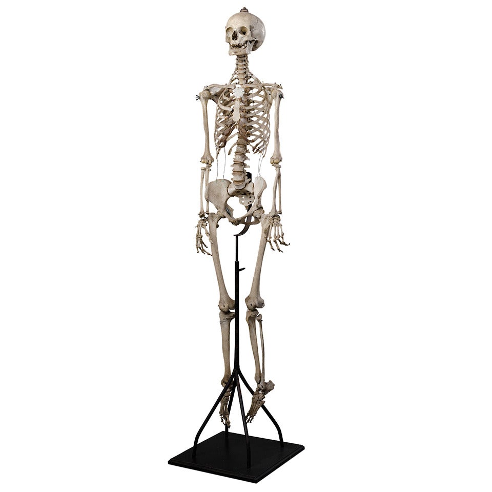 19th Century Anatomical Human Skeleton for Medical Study
