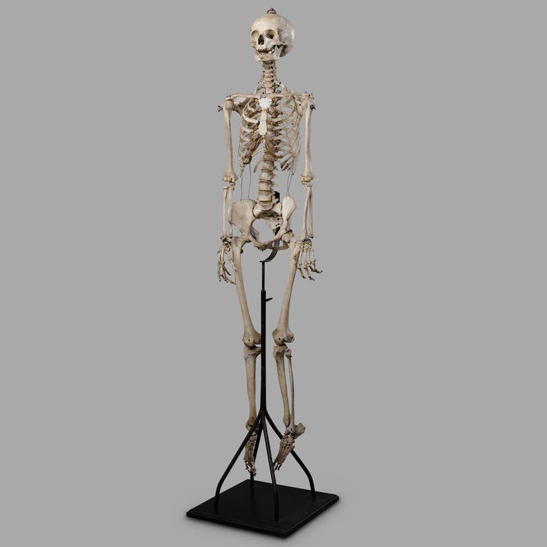 Articulated, with suspension loop from the skull and ebonised metal and wooden stand.

Skeleton height : 155 cm

Teeth missing.