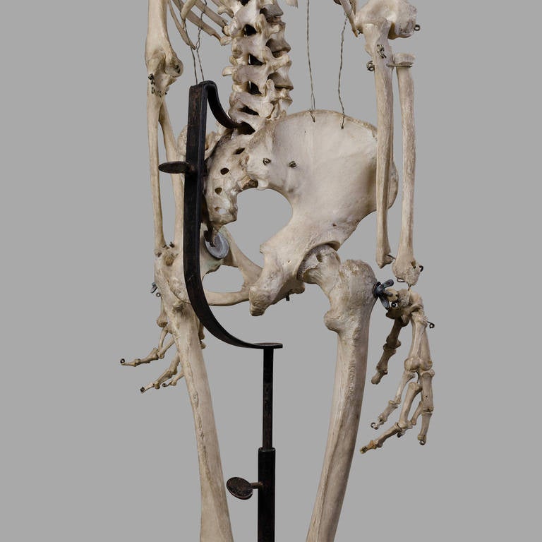 19th Century Anatomical Human Skeleton for Medical Study 1