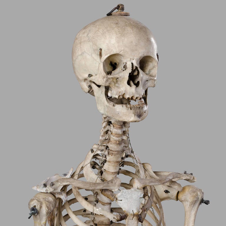 lab skeleton
