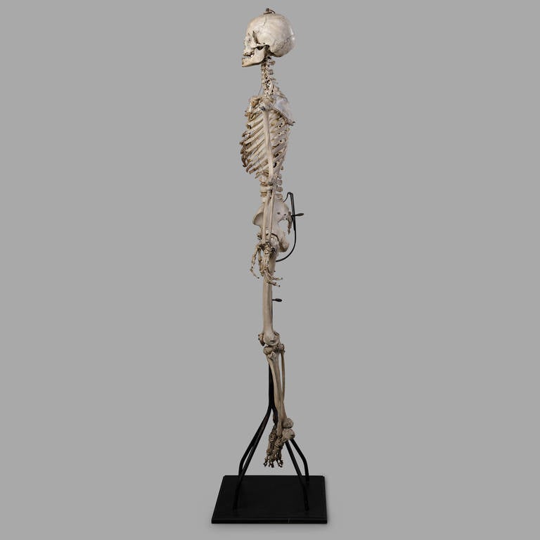 human skeleton in french
