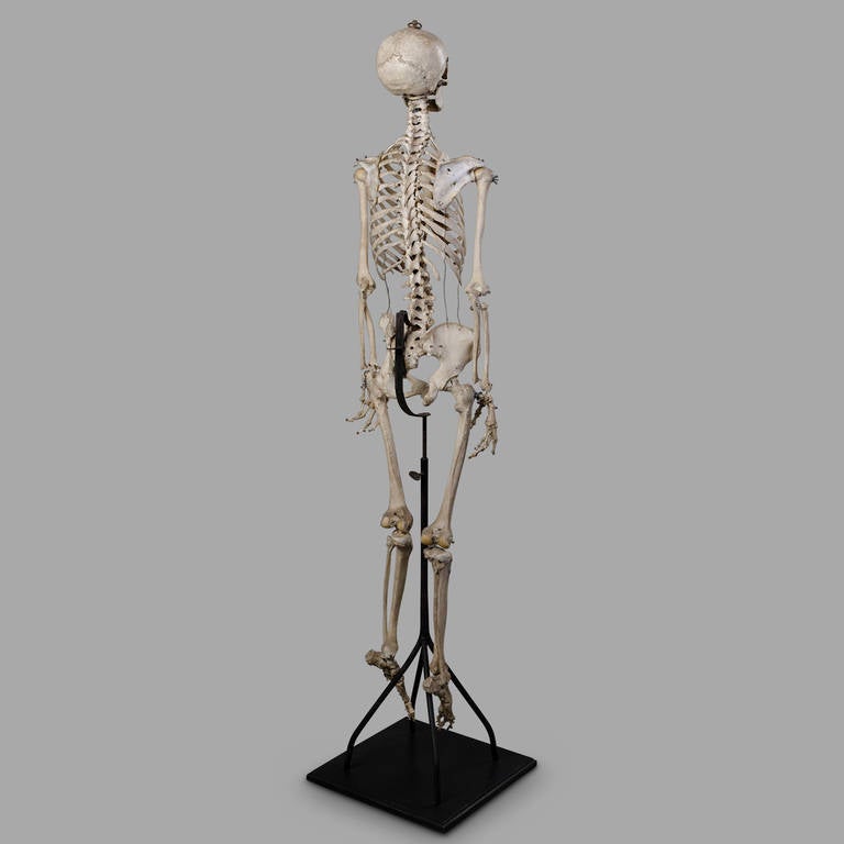 19th Century Anatomical Human Skeleton for Medical Study In Good Condition In Saint-Ouen, FR