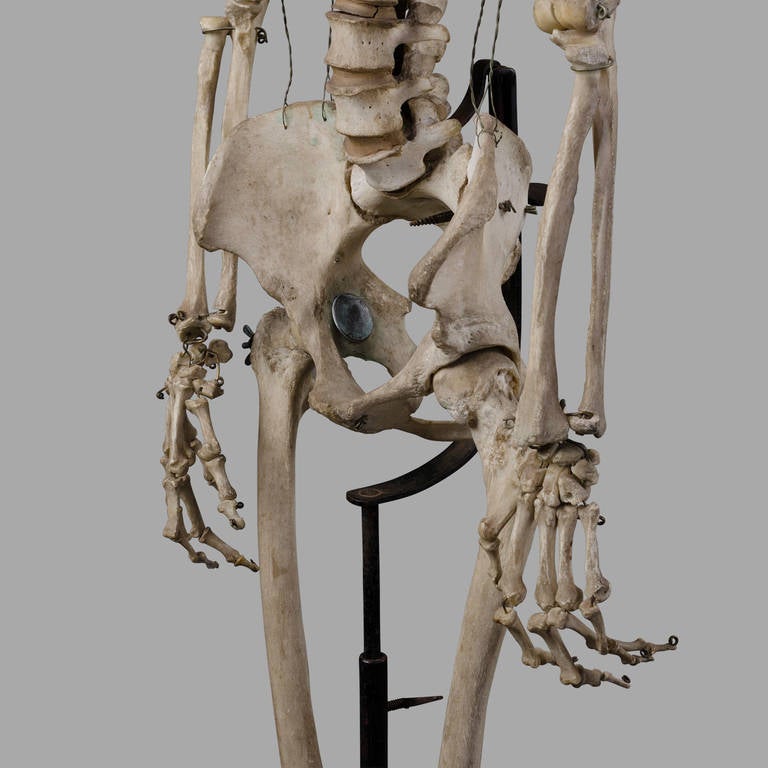 skeleton in science lab