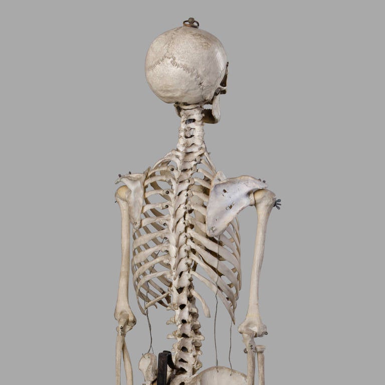 19th Century Anatomical Human Skeleton for Medical Study 2