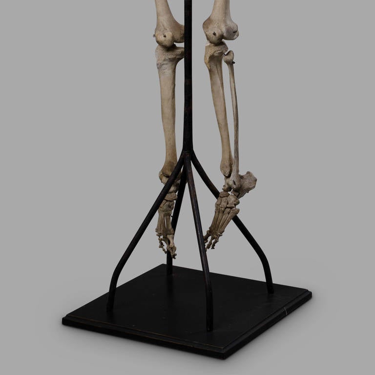 19th Century Anatomical Human Skeleton for Medical Study 3