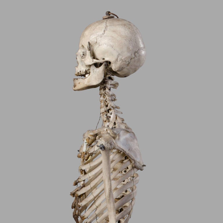 French 19th Century Anatomical Human Skeleton for Medical Study