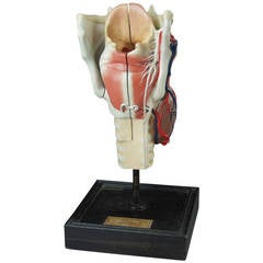 Larynx Antomical Model by Maison Deyrolle