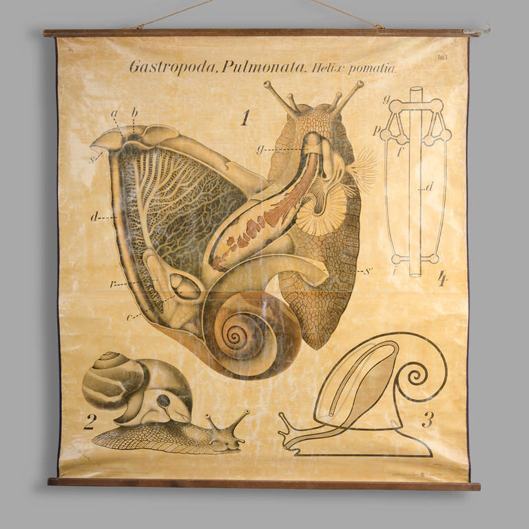 'Gastropoda, Pulmonata. Helix pomatia.'. Circa 1930

Dr. Paul Pfurtscheller (1902-1953), Austrian zoologist. 

Board dimension: 130cm x 144cm. 

Good condition, varnished.