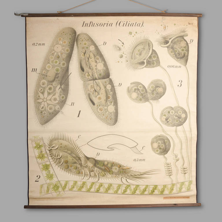 'Infusoria (Ciliata)' . Circa 1930

Dr. Paul Pfurtscheller (1902-1953), Austrian zoologist. 

Board dimension: 129cm x 146 cm. 

Good condition, one small scratch on the top.