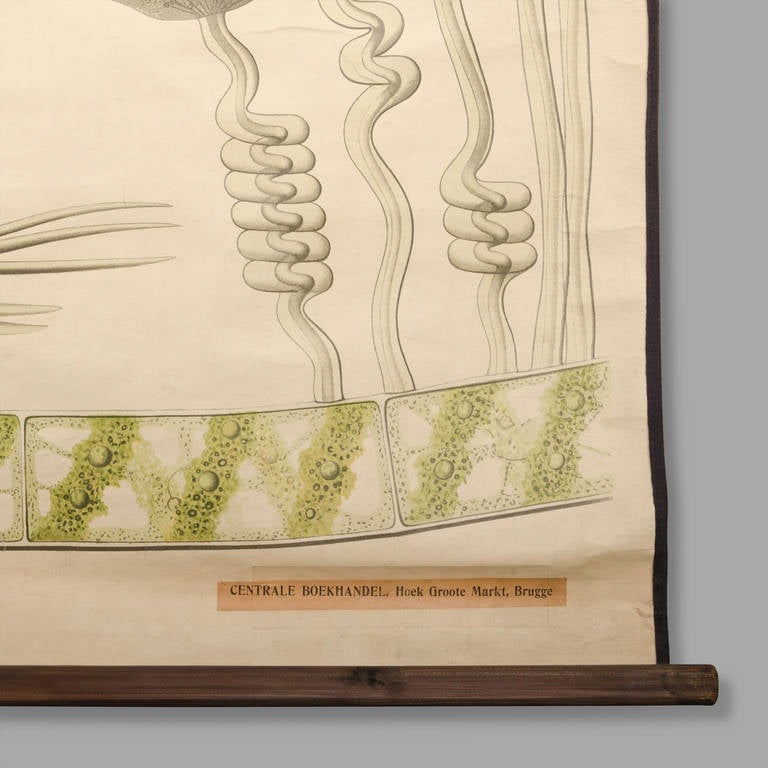 Mid-20th Century Educational Zoology Board by Dr Paul Pfurtscheller