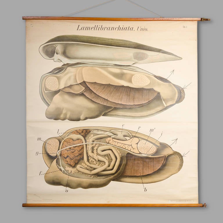 'Lamellibranchiata. Unio.' . Circa 1930 

Dr. Paul Pfurtscheller (1902-1953), Austrian zoologist. 

Board dimension: 130cm x 145cm. 

Good condition.