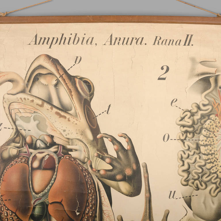 Austrian Educational Zoology Board by Dr Paul Pfurtscheller For Sale