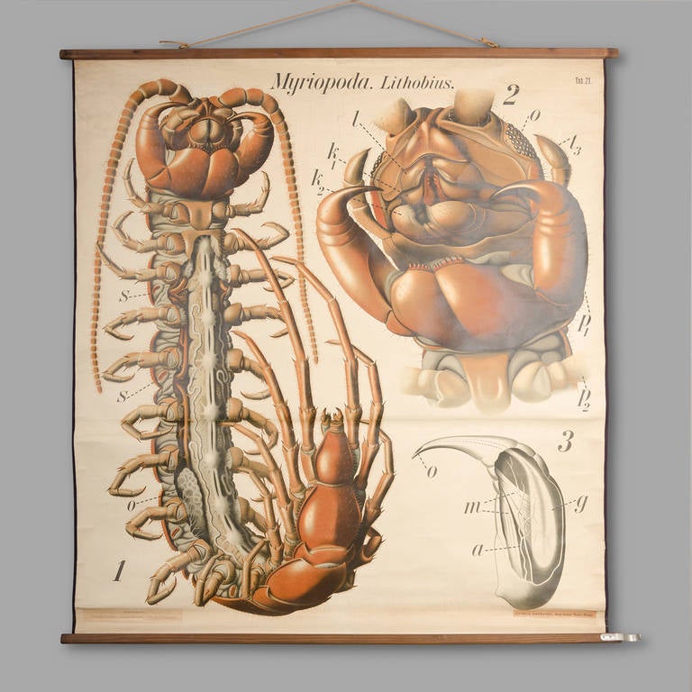 'Myriopoda. Lithobius'. Circa 1930

Dr. Paul Pfurtscheller (1902-1953), Austrian zoologist. 

Board dimension: 130cm x 144cm.

Good condition.