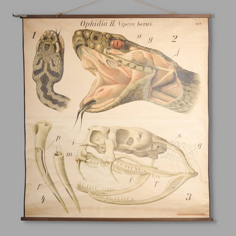 'Ophidia II. Vipera berus'. Circa 1930 

Dr. Paul Pfurtscheller (1902-1953), Austrian zoologist. 

Board dimension: 131cm x 145cm.