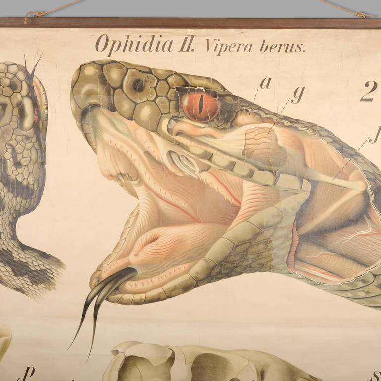Austrian Educational Zoology Board by Dr Paul Pfurtscheller