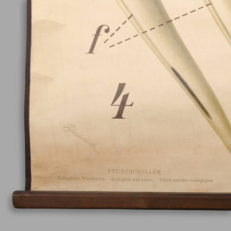 Educational Zoology Board by Dr Paul Pfurtscheller In Good Condition In Saint-Ouen, FR