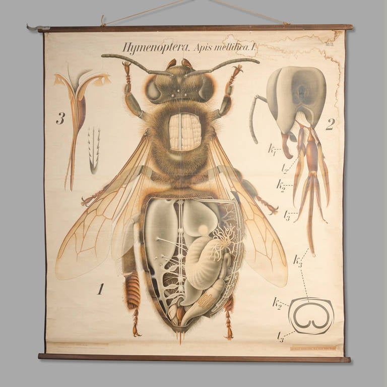 'Apis mellifera. I. Hymenoptera'. Circa 1930. 

Dr. Paul Pfurtscheller (1902-1953), Austrian zoologist. 

Board dimension: 130cm x 144cm 

Good condition, some cracks and moisture tasks.