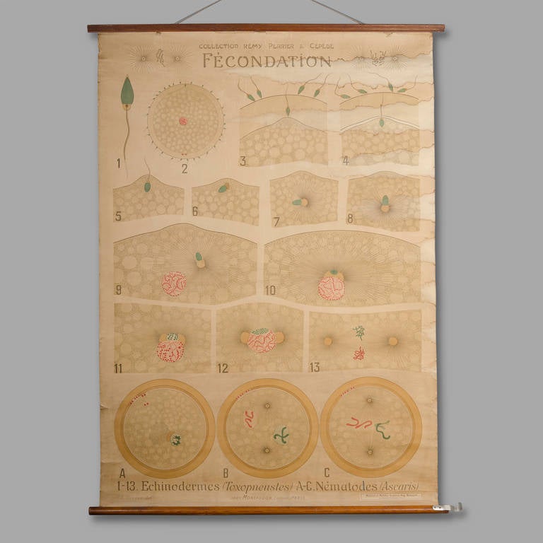 'FERTILIZATION' by Jean Montaudon, editor in Paris - Circa 1920 

Board size: 106cm x 155cm 

Remy Perrier (1861-1936) and Casimir Cepede (1882-1954) both Zoologists and French Naturalists. 

Good condition, traces of moisture visible in the