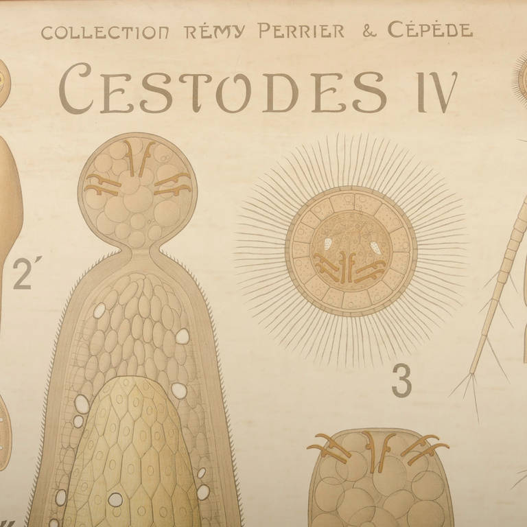 Dessin Original Criquets – Entomologie – Collection Perrier & Cépède – 151 Cm