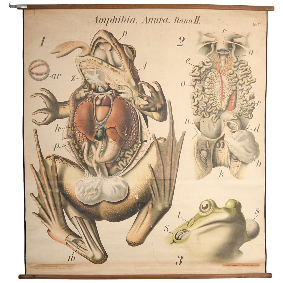 Educational Zoology Board by Dr Paul Pfurtscheller For Sale