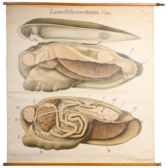 Educational Zoology Board by Dr Paul Pfurtscheller 7