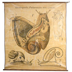 Educational Zoology Board by Dr Paul Pfurtscheller 6