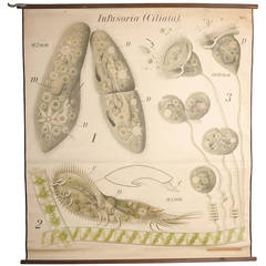 Educational Zoology Board by Dr Paul Pfurtscheller 5