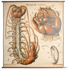 Educational Zoology Board by Dr Paul Pfurtscheller