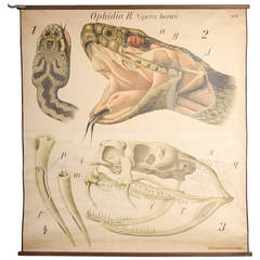 Educational Zoology Board by Dr Paul Pfurtscheller 9