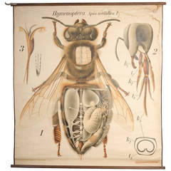 Vintage Educational Zoology Board by Dr Paul Pfurtscheller