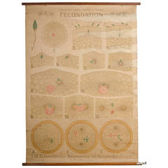 Educational Zoology Board Collection Remy Perrier & Cepede 3