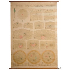 Educational Zoology Board Collection Remy Perrier & Cepede