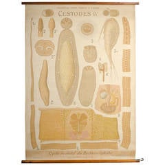 Educational Zoology Board Collection Remy Perrier & Cepede 2