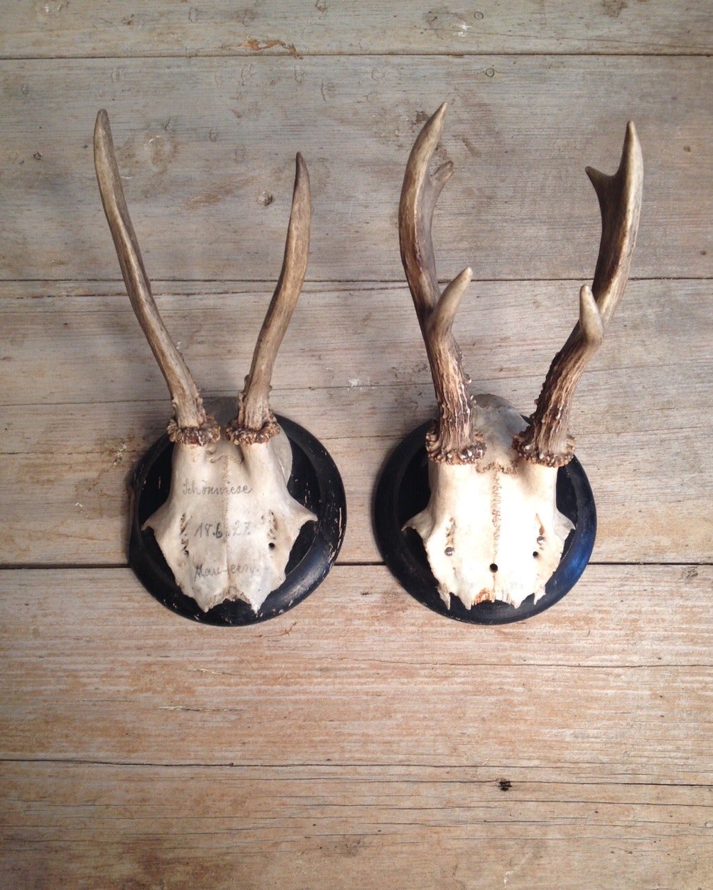 Antique French Pair of Antlers