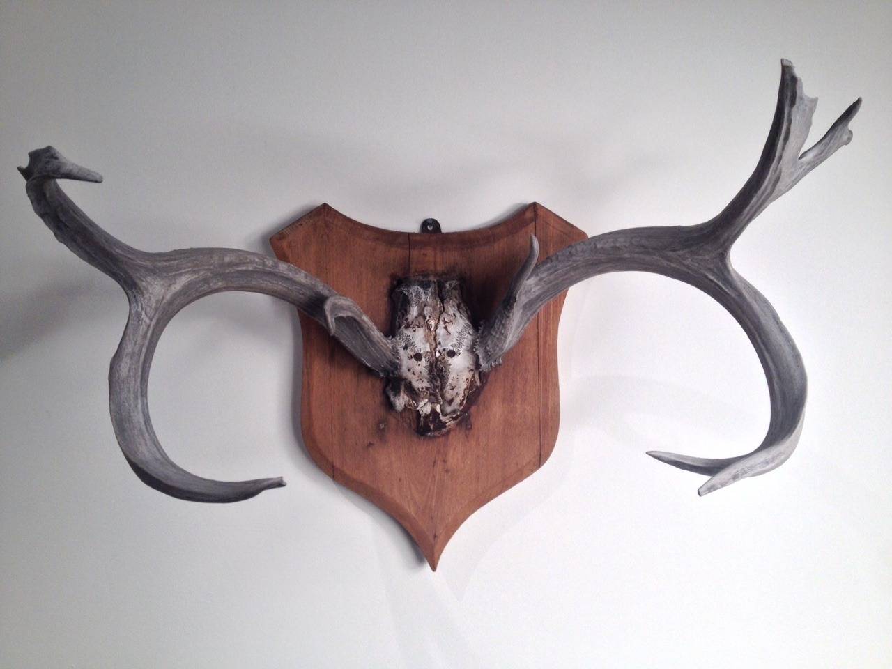 Antique Antler Mount from Belgium