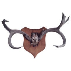 Antique Antler Mount from Belgium