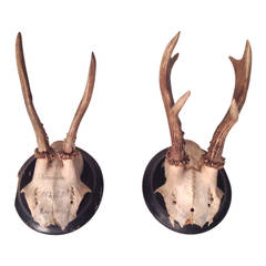 Antique French Pair of Antlers
