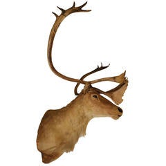 Caribou Taxidermy Mount