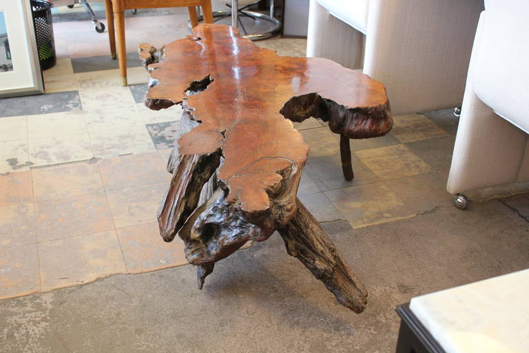 Stunning Live Edge Burl Root Table In Excellent Condition In Houston, TX
