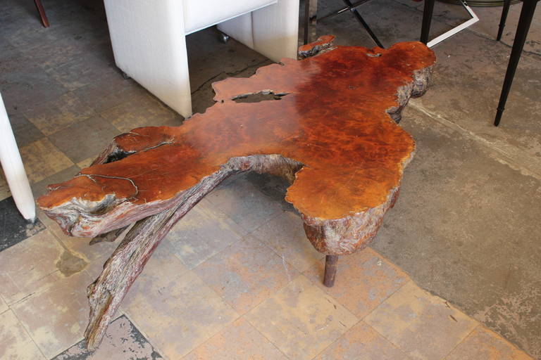American Stunning Live Edge Burl Root Table