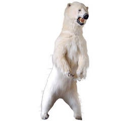 Taxidermy Full Size Polar Bear on Rock Mount