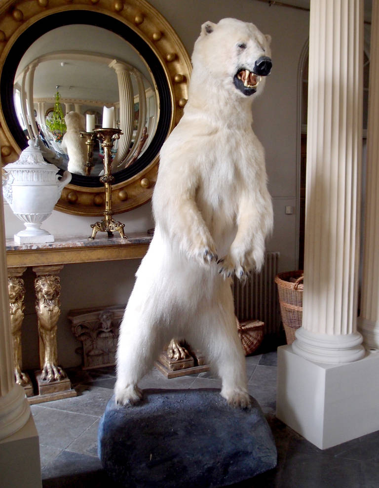 A full size taxidermy Polar Bear (Ursus maritimus) circa 2006. An imposing piece, mounted on a 'glacial rock' effect base in full standing position with jaws open and teeth bared.
CITES Appendix II Annex B
CITES Import licence no.