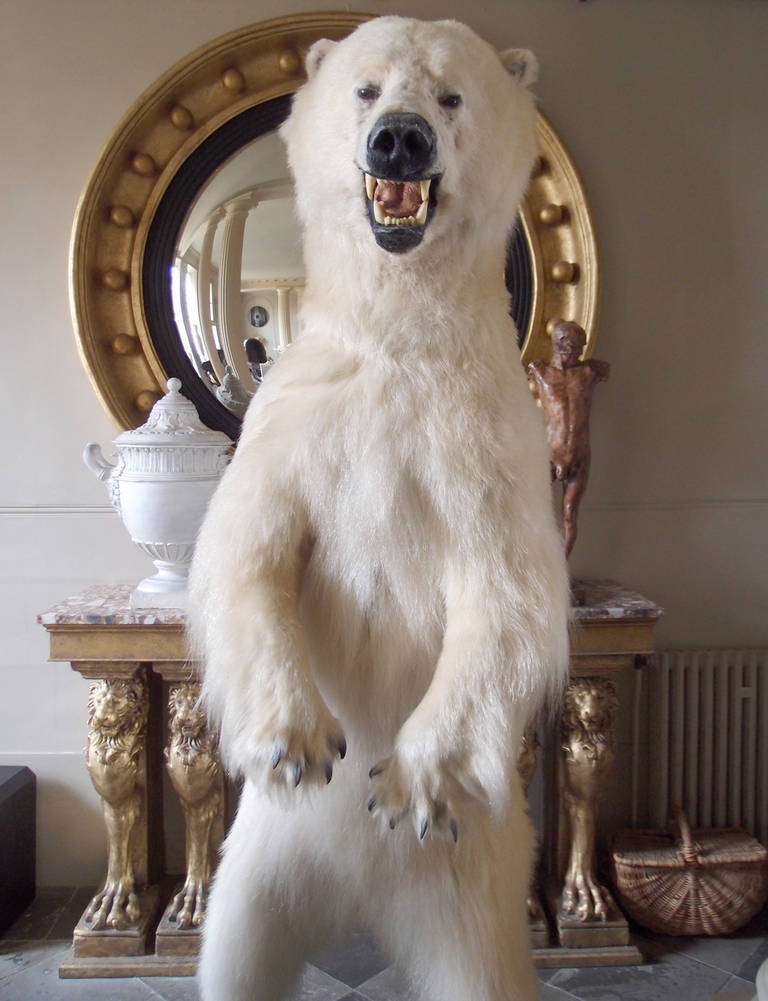 polar bear taxidermy