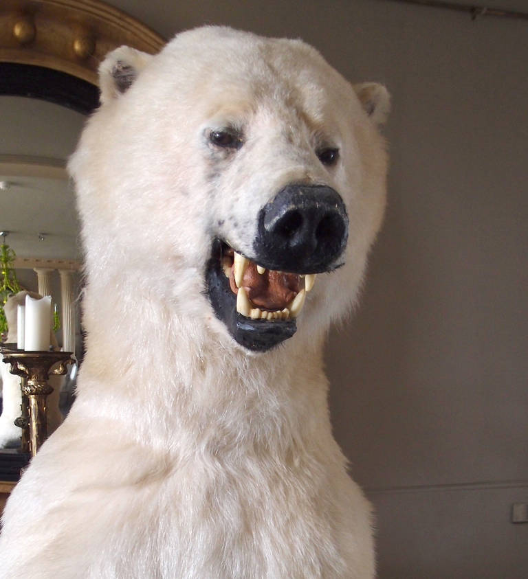 taxidermy polar bear for sale