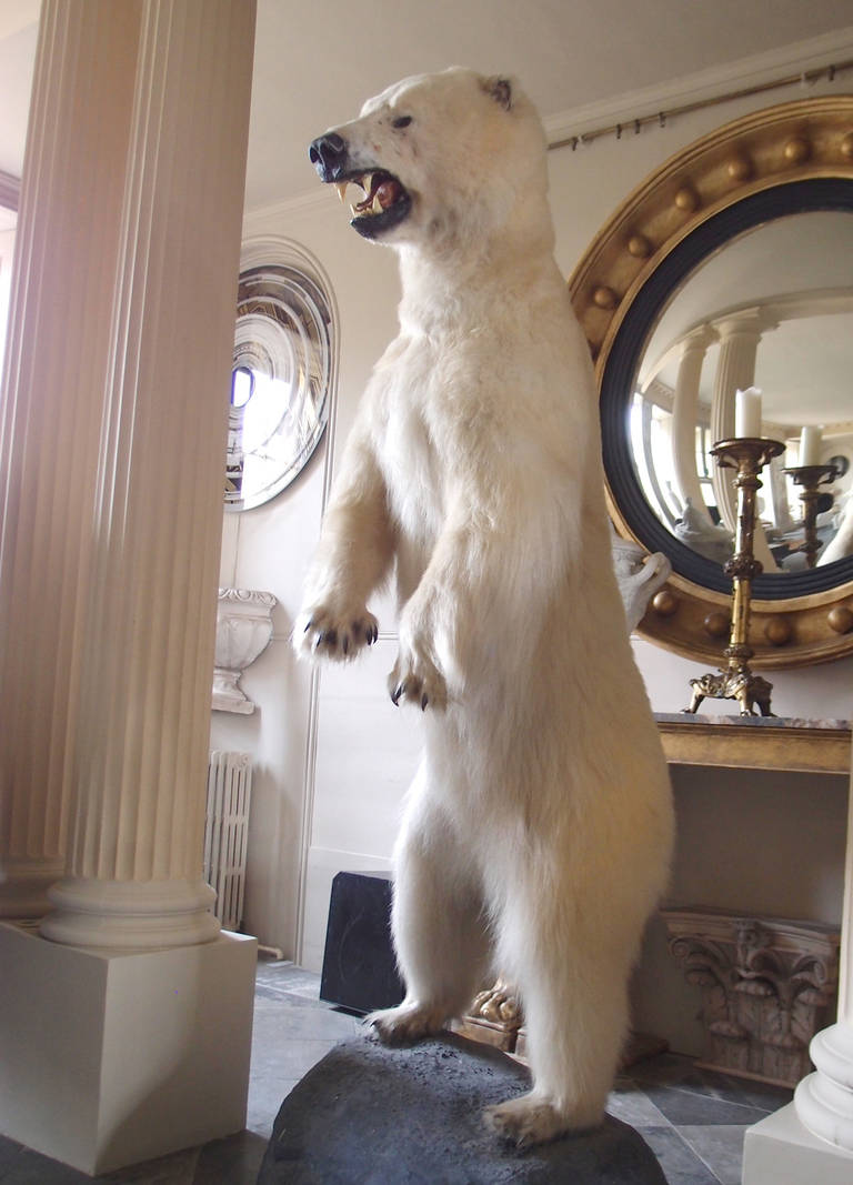 Taxidermy Full Size Polar Bear on Rock Mount In Good Condition In Oxfordshire, GB